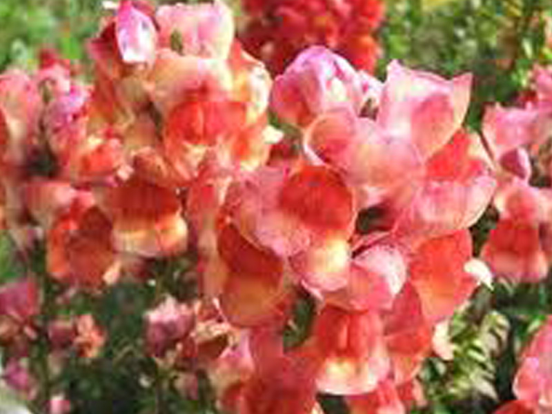 A51O10-an5ooOO10-Un1-ua5O